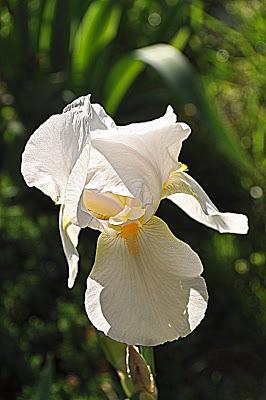 Flowers...and a Spider