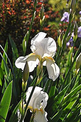 Flowers...and a Spider