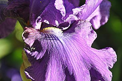 Flowers...and a Spider