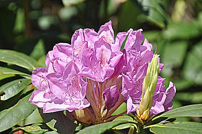 Flowers...and a Spider