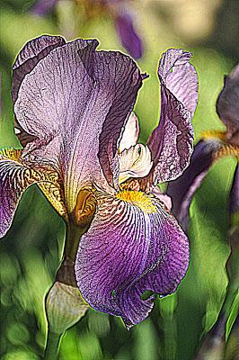 Flowers...and a Spider