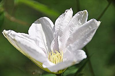 Flowers...and a Spider