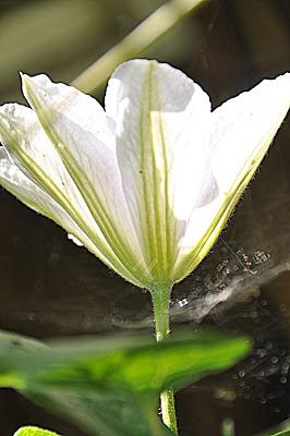 Flowers...and a Spider