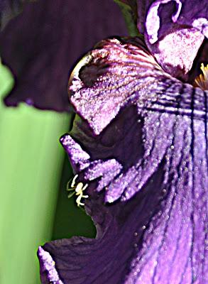 Flowers...and a Spider