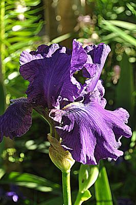 Flowers...and a Spider