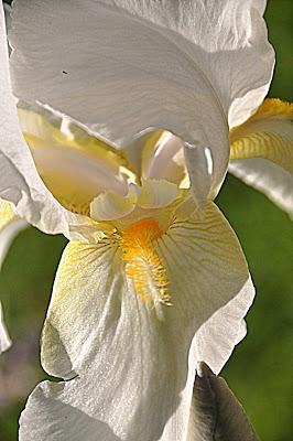 Flowers...and a Spider