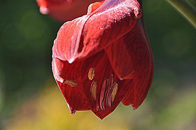 Flowers...and a Spider