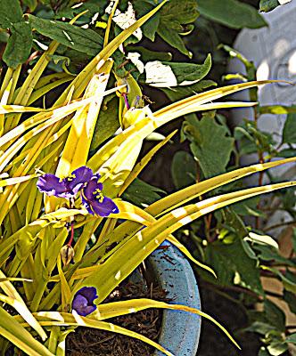 Flowers...and a Spider