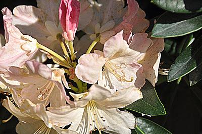 Flowers...and a Spider