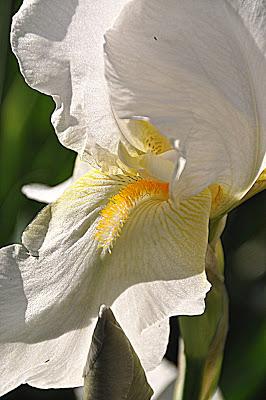 Flowers...and a Spider