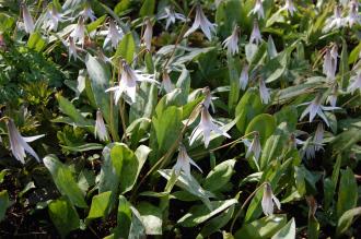 Erythronium albidum (21/04/2013, Kew Gardens, London)
