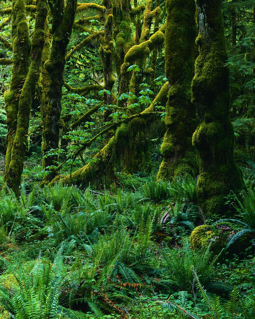 Northwest Temperate Rainforest Washington, USA