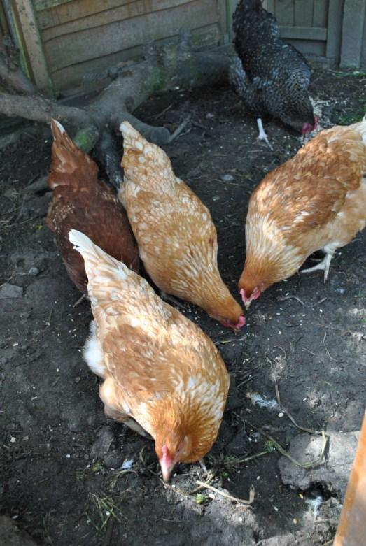 Four new chickens