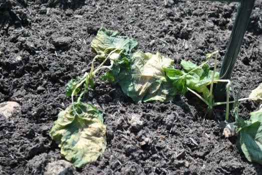 Runner beans - frost damage