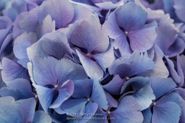 Bigleaf hydrangea - hydrangea macrophylla