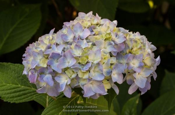 Bigleaf hydrangea - hydrangea macrophylla