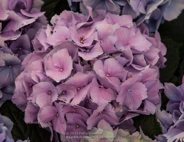 Bigleaf hydrangea - hydrangea macrophylla