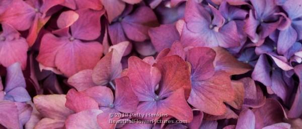 Bigleaf hydrangea - hydrangea macrophylla