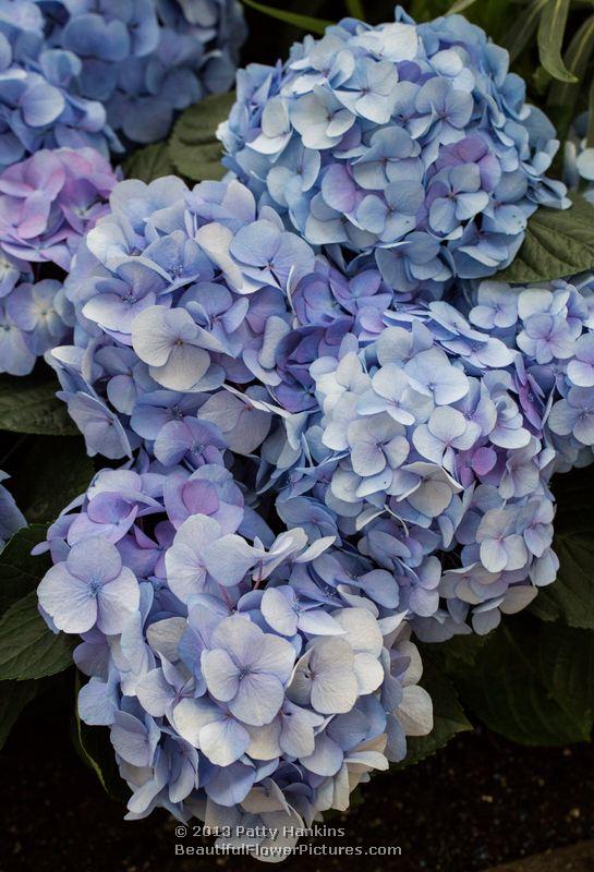 Bigleaf hydrangea - hydrangea macrophylla