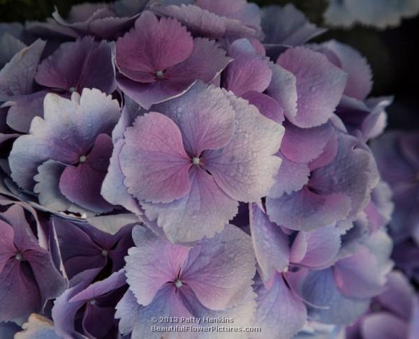 Bigleaf hydrangea - hydrangea macrophylla