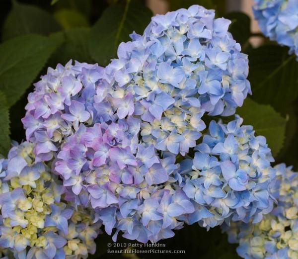 Bigleaf hydrangea - hydrangea macrophylla