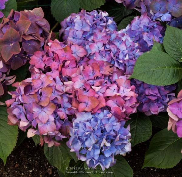 Bigleaf hydrangea - hydrangea macrophylla