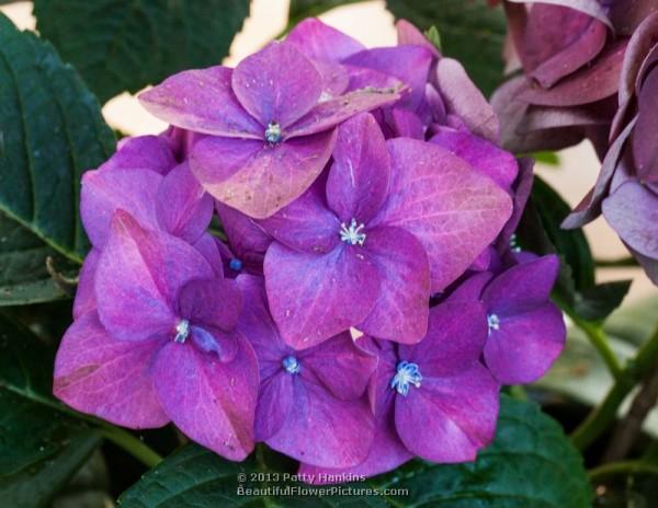 Bigleaf hydrangea - hydrangea macrophylla