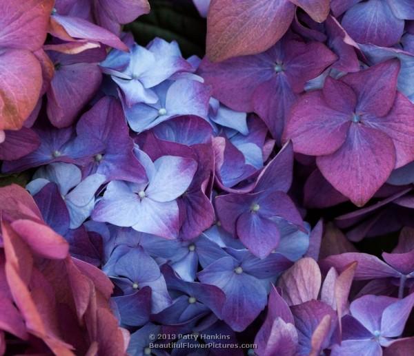 Bigleaf hydrangea - hydrangea macrophylla