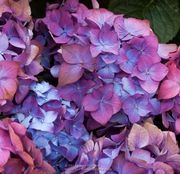 Bigleaf hydrangea - hydrangea macrophylla