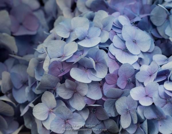 Bigleaf hydrangea - hydrangea macrophylla