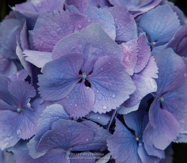 Bigleaf hydrangea - hydrangea macrophylla