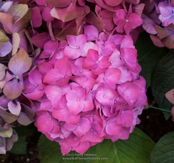 Bigleaf hydrangea - hydrangea macrophylla