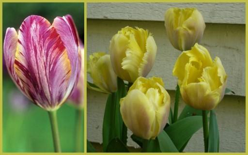 two types of pretty tulips