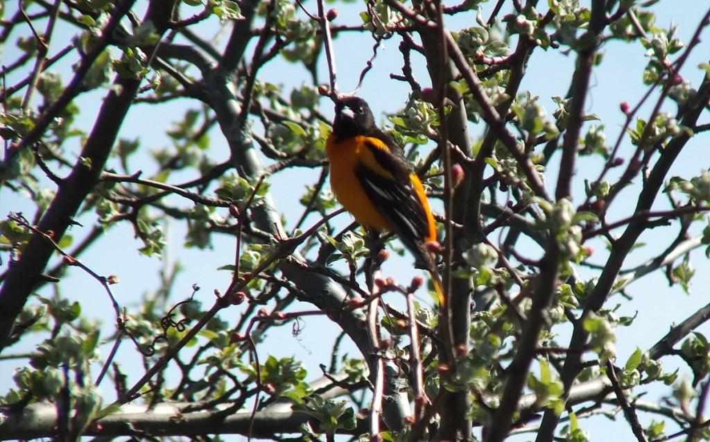 baltimore oriole -sits in tree - thicksons woods - whitby - ontario