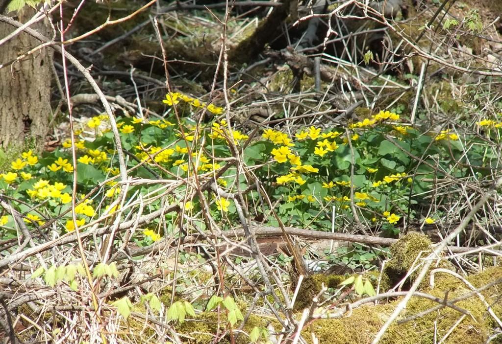 marsh marigolds in thicksons woods - whitby - ontario
