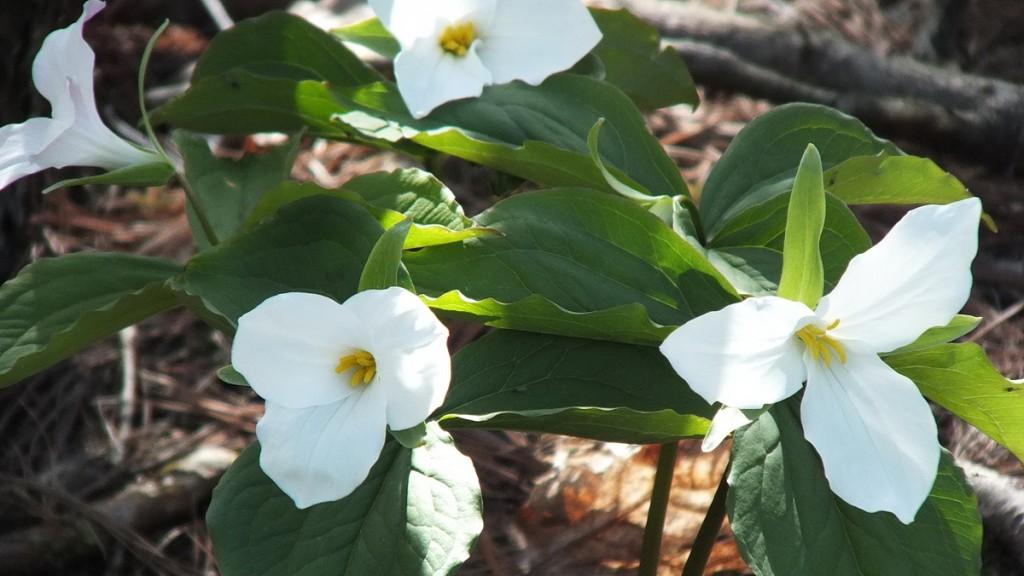 trilliums in thicksons woods - whitby - ontario