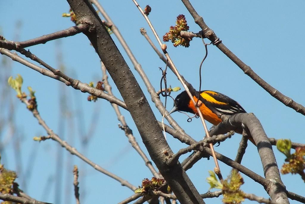 baltimore oriole looks ahead - thicksons woods - whitby - ontario