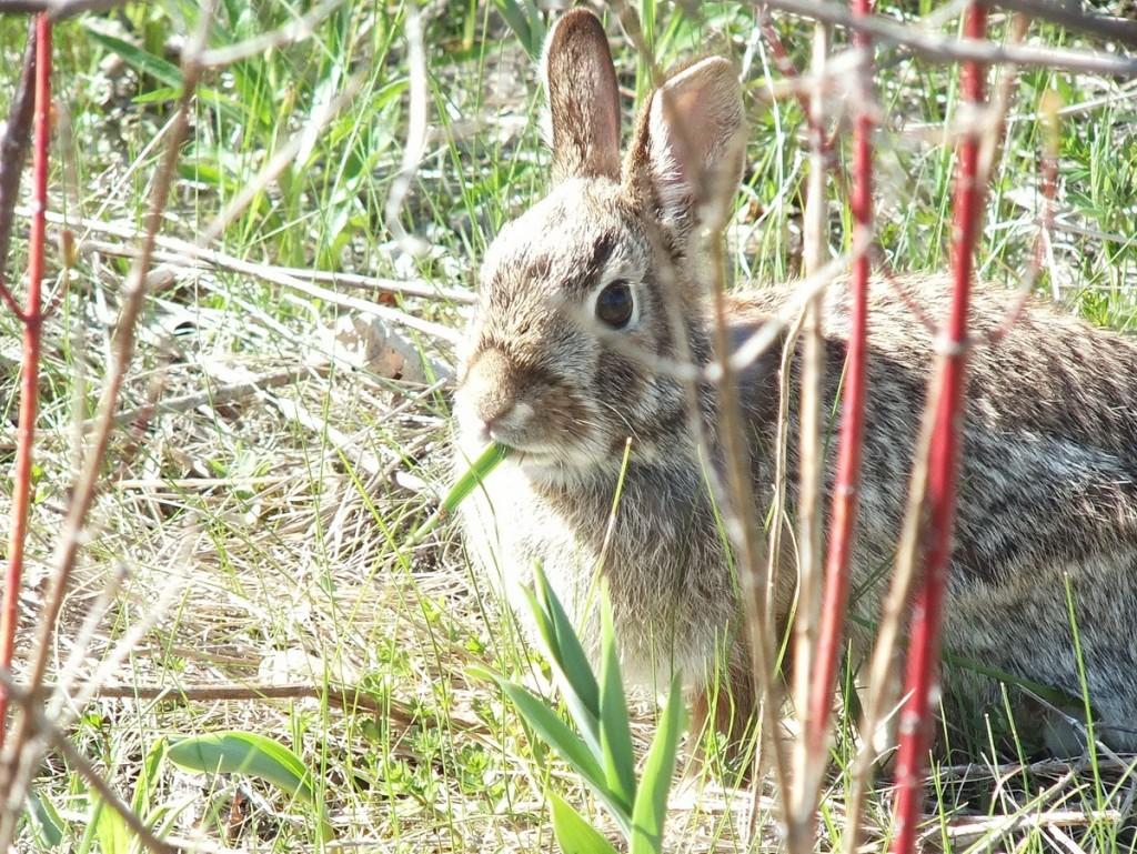 rabbit eats grass in thicksons woods - whitby - ontario
