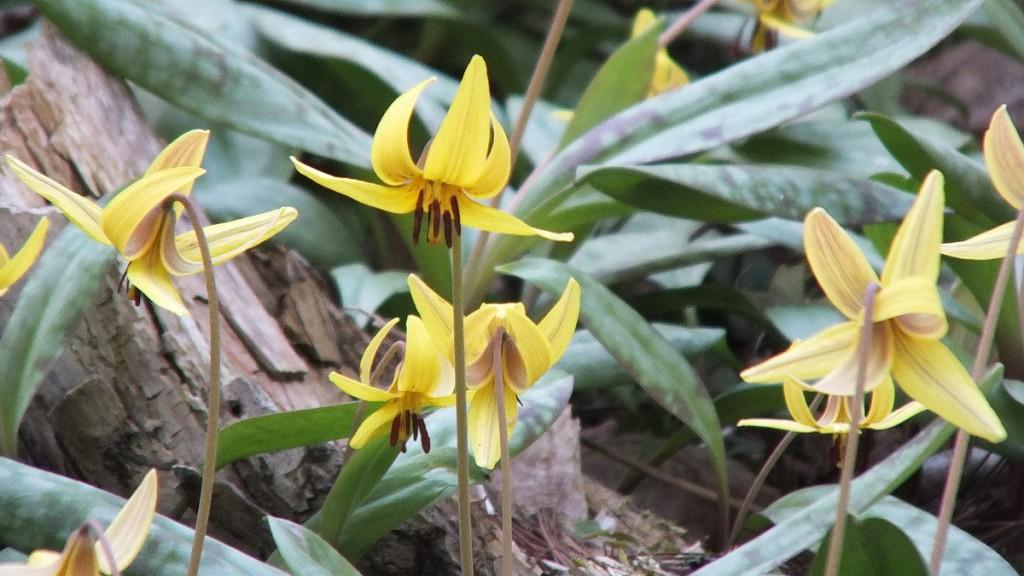trout lillies closeup --- thicksons woods - whitby - ontario
