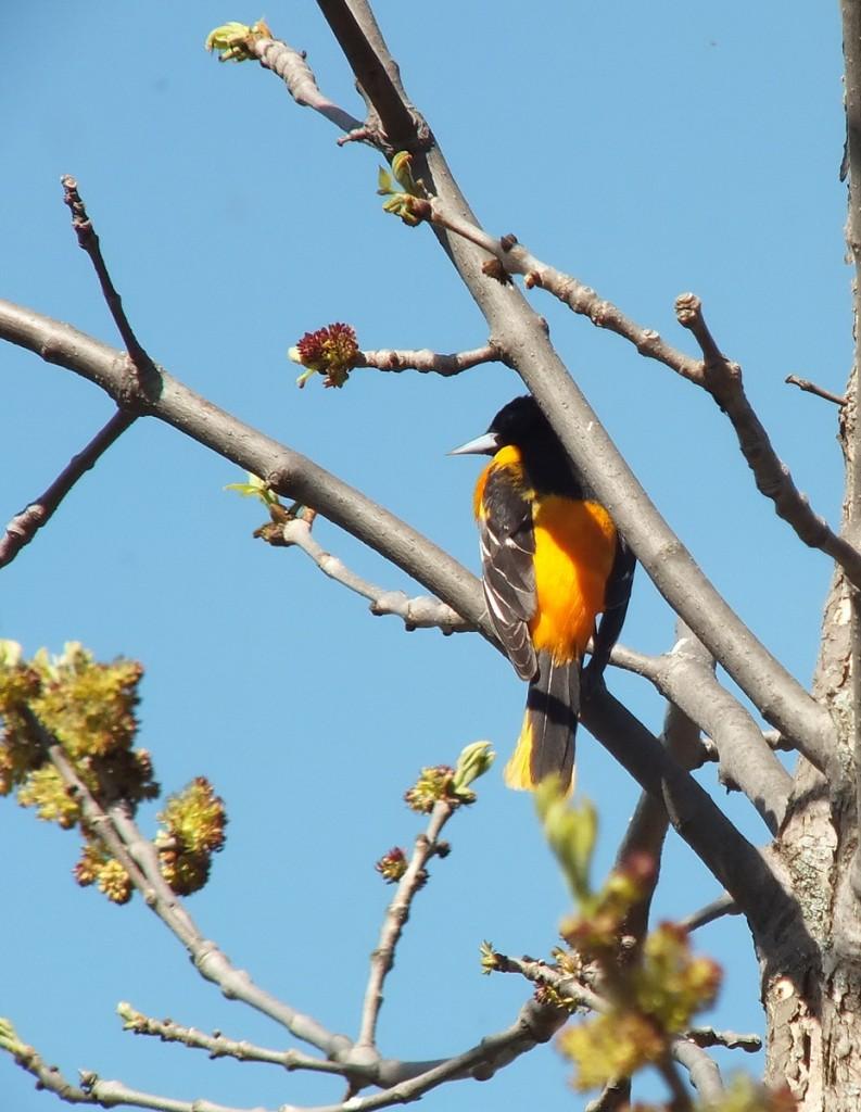 baltimore oriole -- thicksons woods - whitby - ontario