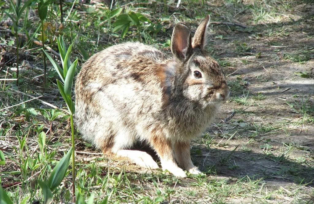 rabbit on trail in thicksons woods - whitby - ontario