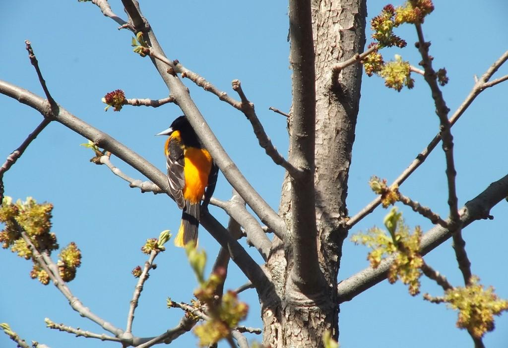 baltimore oriole - thicksons woods - whitby - ontario