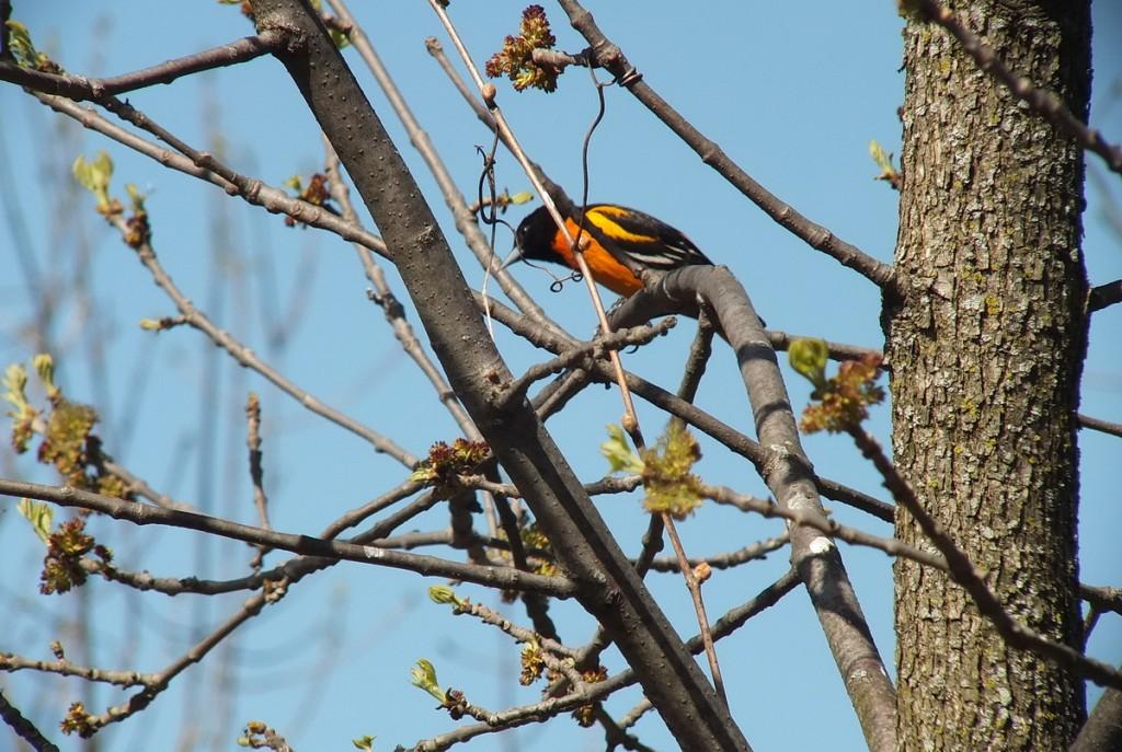 baltimore oriole looks ahead --- thicksons woods - whitby - ontario