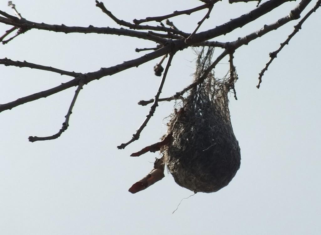 baltimore oriole nest - ontario