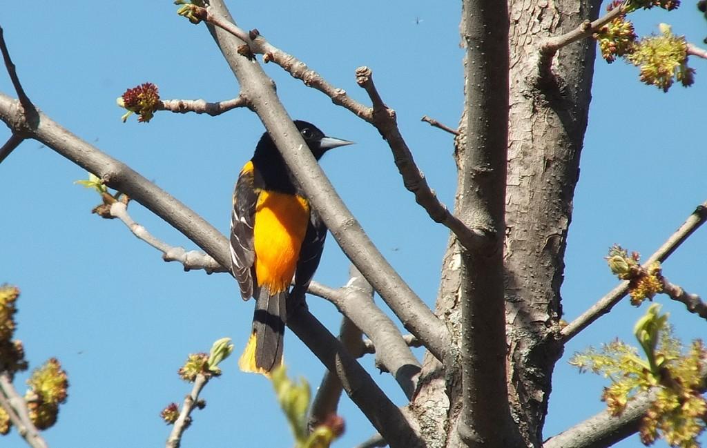baltimore oriole looks right - thicksons woods - whitby - ontario