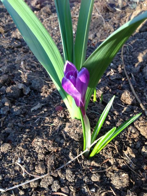 GARDEN BLOGGERS BLOOM DAY - first bloom of the year