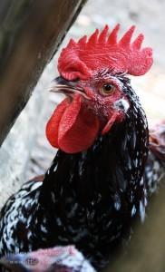 Lincoln Living Historical Farm in Lincoln City, Indiana