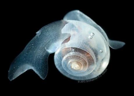 In the Arctic, this pteropod species (Limacina helicina) can compose half of the zooplankton swimming in the water column. Photo: © Karen Osborn