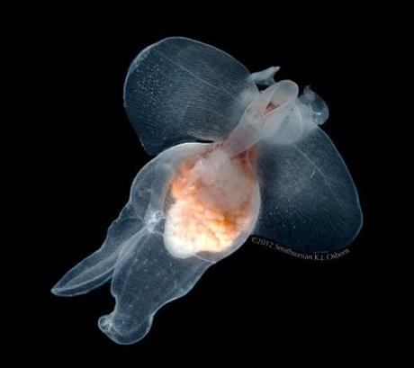 This gymnosome (Pneumodermopsis sp.) pulls shelled pteropods from their shells with a set of suckers. Photo: © Karen Osborn