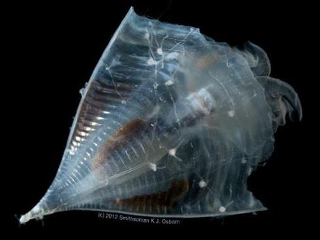 The shell of Clio recurva is a perfect landing strip for a colony of hydroids. Photo: © Karen Osborn